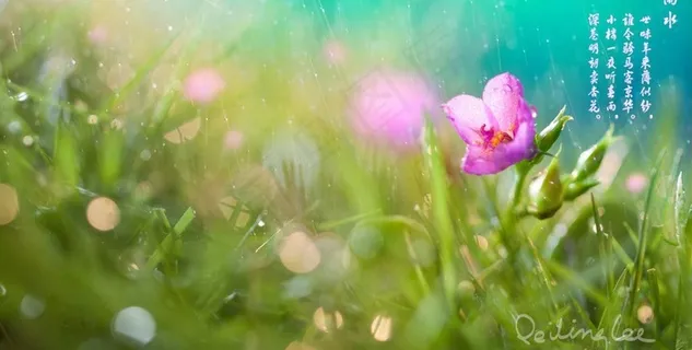 春天雨水图片 春天雨水图片