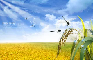 花朵蜻蜓郁金香创意PSD分层素材