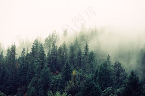 雨林图片 雨林图片