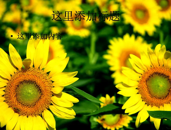 电脑高清ppt封面蓝天下向日葵美...