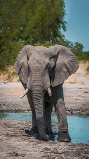 野外的大象高清摄影图片 野外的大象高清摄影图片