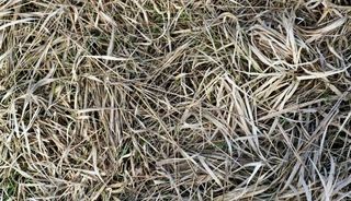 免费的图像 干燥 草 地面 干草