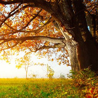 天猫淘宝秋季主图直通车素材精品背景...