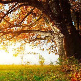 天猫淘宝秋季主图直通车素材精品背景...