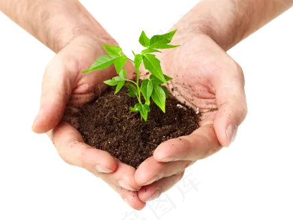 手捧树苗