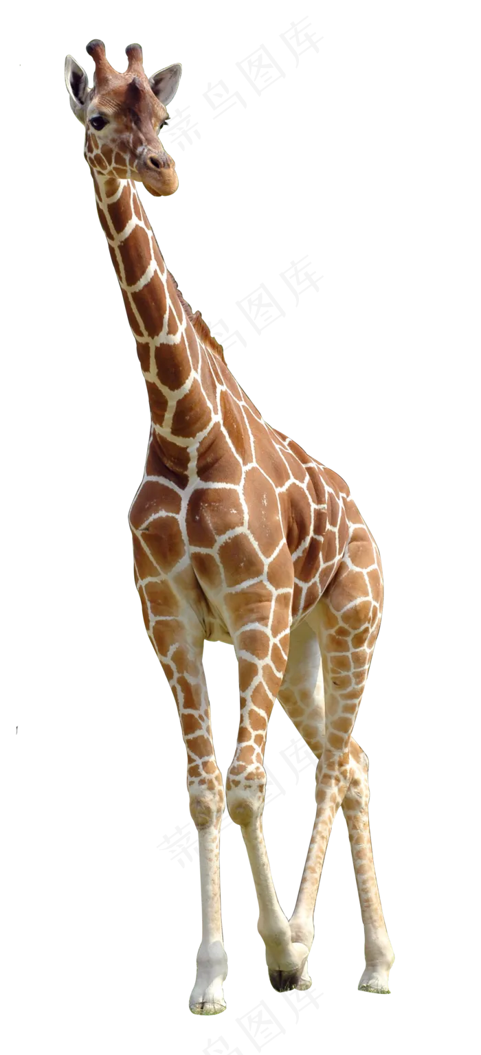 长颈鹿免抠元素