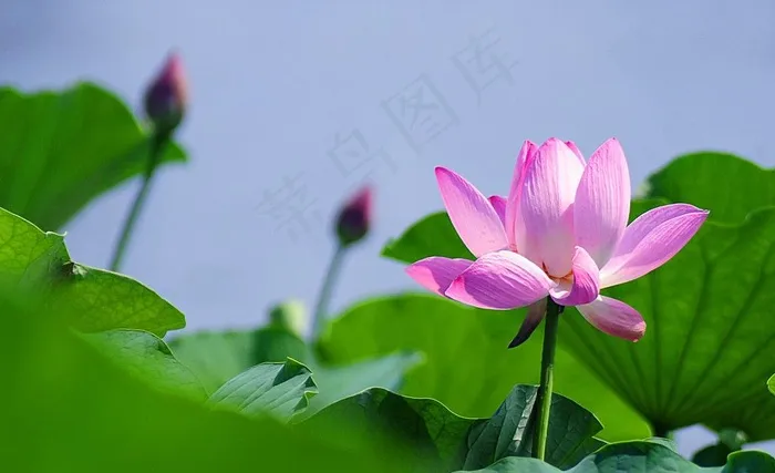 六月荷花