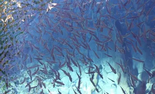 海洋小鱼摄影图片