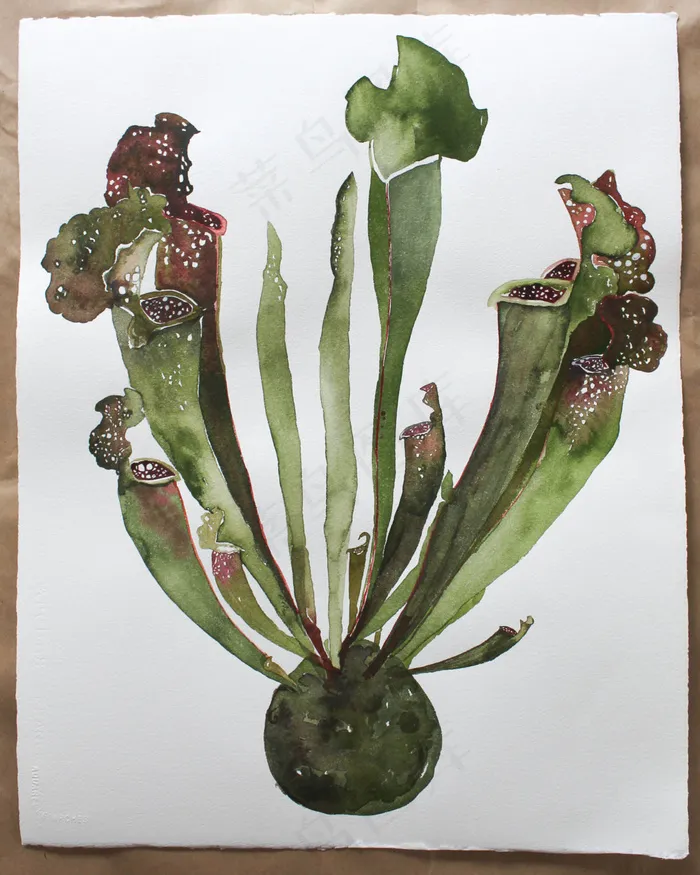 手绘水彩画图片