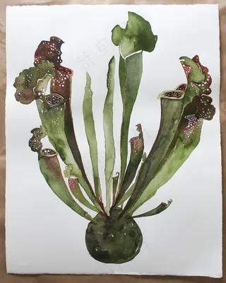 手绘水彩画图片