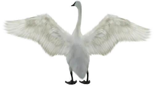 免抠png图片ps素材天鹅