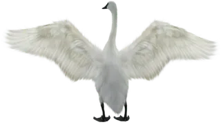 免抠png图片ps素材天鹅