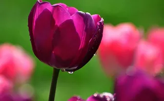 郁金香素材下载图片