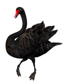 免抠png图片ps素材天鹅