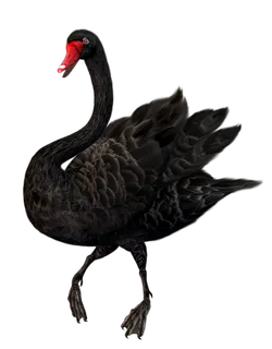 免抠png图片ps素材天鹅