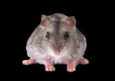 老鼠免抠素材PSD分层