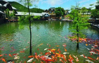 深圳东部华侨城自然好水族锦鲤池图片