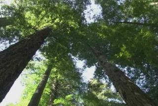 仰望树木实拍视频剪辑