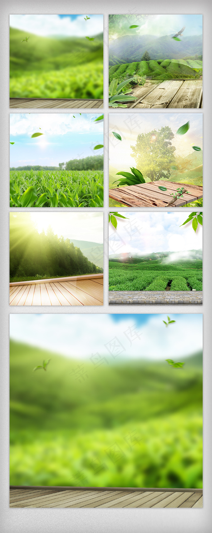 绿色树叶茶叶主图直通车背景