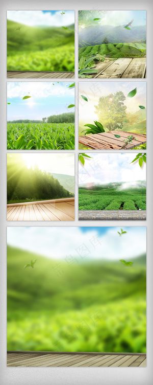 绿色树叶茶叶主图直通车背景