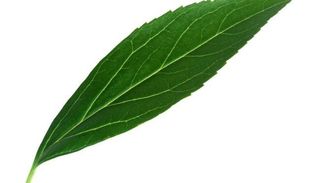 长条状植物叶片