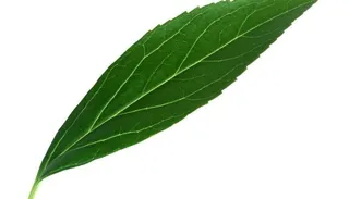 长条状植物叶片