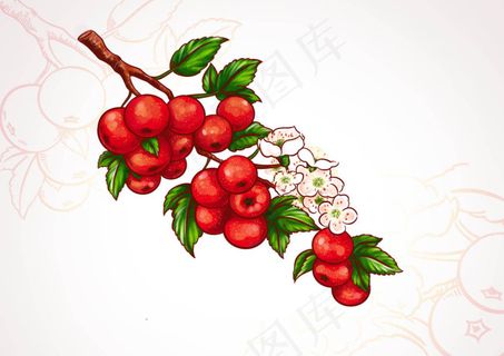 手绘山楂果