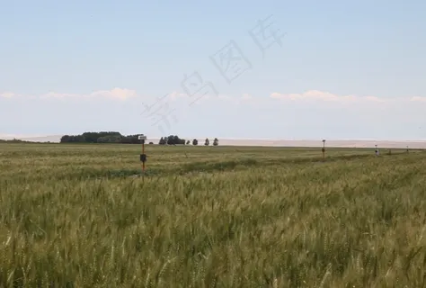 大片西部小麦地