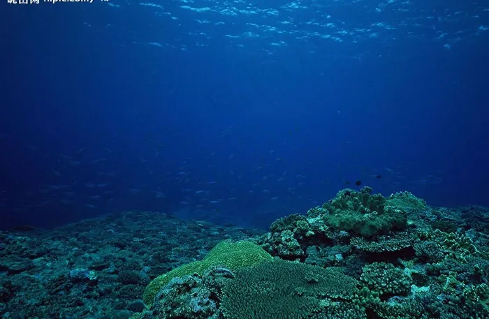 海底世界图片