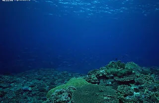海底世界图片