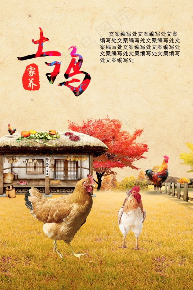 土鸡psd模版下载