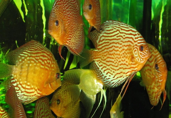 七彩神仙鱼图片