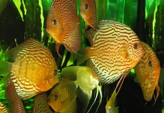 七彩神仙鱼图片