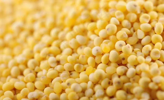 小米 黄色小米图片 小米 黄色小米图片