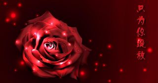 情人节玫瑰图片