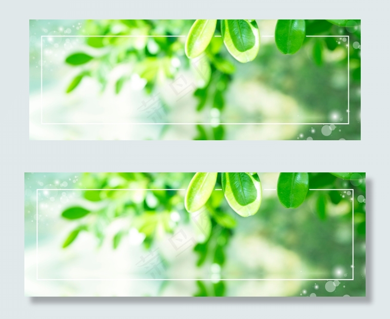 清凉夏日绿色枝叶