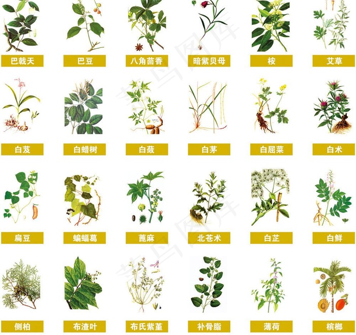 百草 本草纲木图片psd模版下载