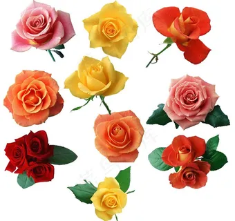 玫瑰花朵大全图片 玫瑰花朵大全图片