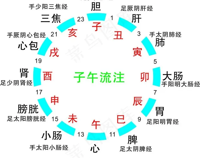 子午流柱与经络图图片cdr矢量模版下载