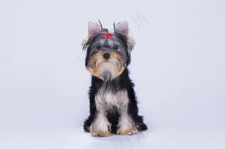 坐着的可爱小狗图片