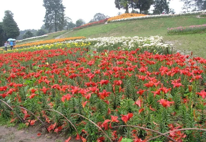 成都石象湖百合花节