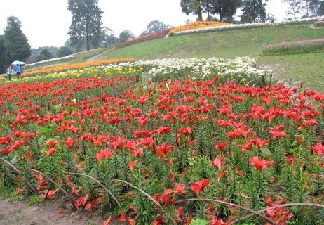 成都石象湖百合花节