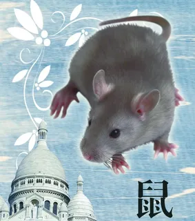 十二生肖图片 十二生肖图片
