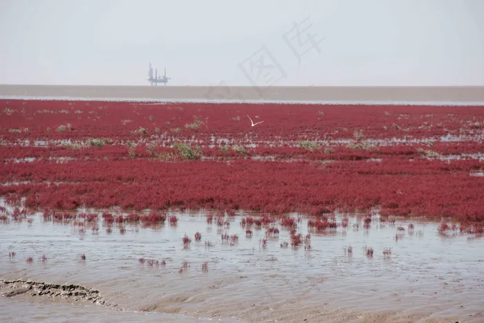 盘锦红海滩湿地图片