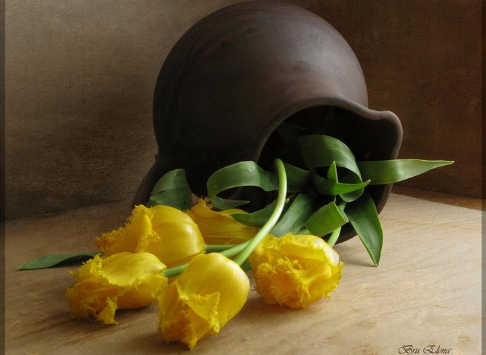 艺术花卉摄影图片