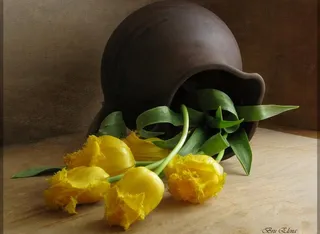 艺术花卉摄影图片