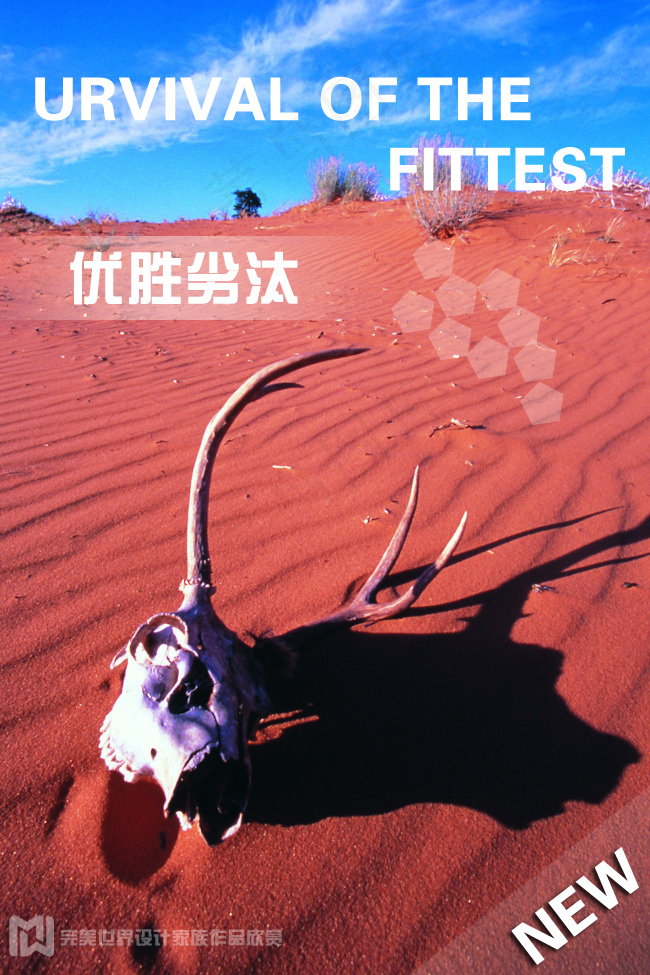 摄影图片海报设计排版