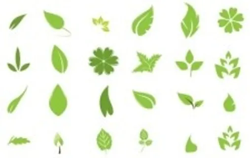 绿色的叶子 绿色的叶子