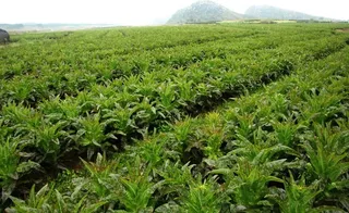 农业生产（莴笋生产基地）