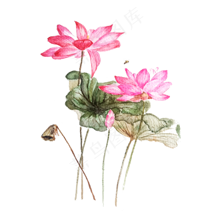 荷花桃色唯美少女水彩PNG荷花桃色唯美少女水彩PNG